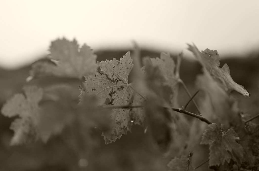 ¿Es el vino bueno para la salud?