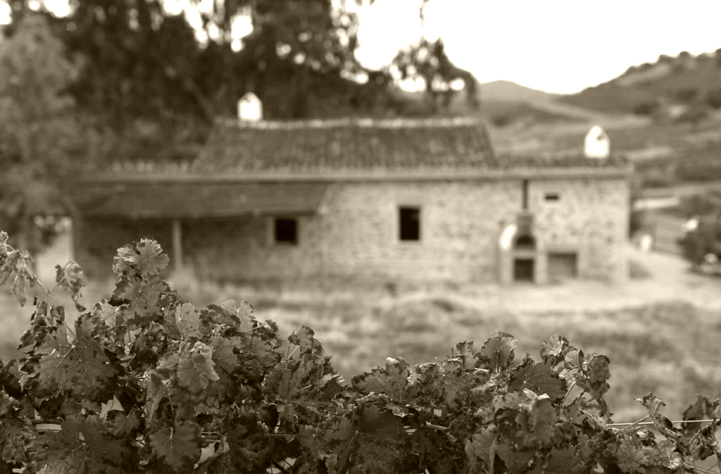 5 lecciones para adentrarse en el mundo del vino