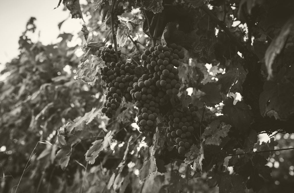 Dónde tomar un buen vino en Sevilla