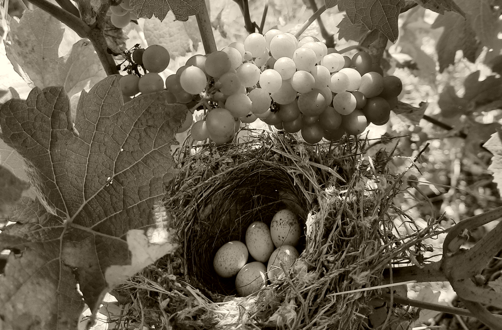 Por qué elegir un vino ecológico