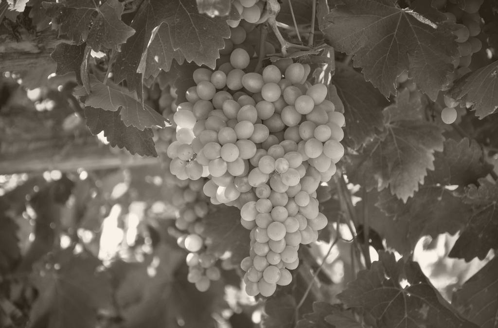 Tipos de uva para elaborar vino