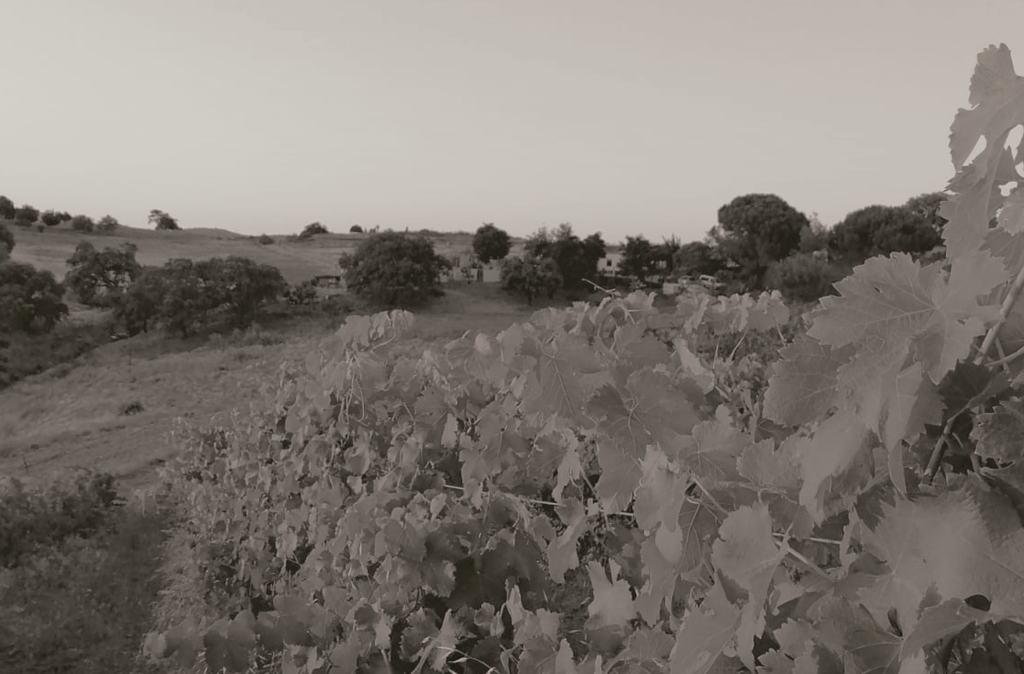 Regalar vino y otras formas de acertar